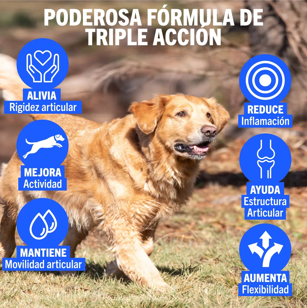 JOINTSURE condroprotector Perros I con Gran concentración de mejillon Labios Verdes, glucosamina y condroitina Natural I suplemento antiinflamatorio para articulaciones I 300 Comprimidos