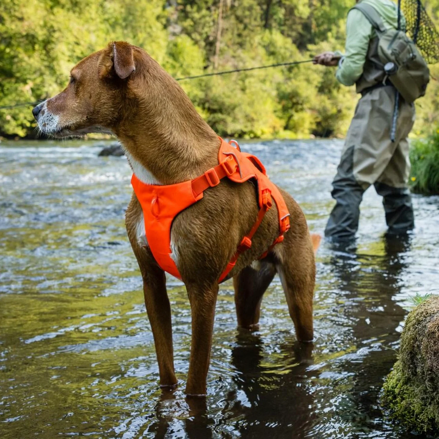 Ruffwear Web Master - Arnés para Perro, arnés Frontal en Y para Perro con asa y Hebilla Mejorada, Ajustable y Ligero para Paseos, antiescape, sin tirones, Transpirable y cómodo, Blaze Orange, L/XL