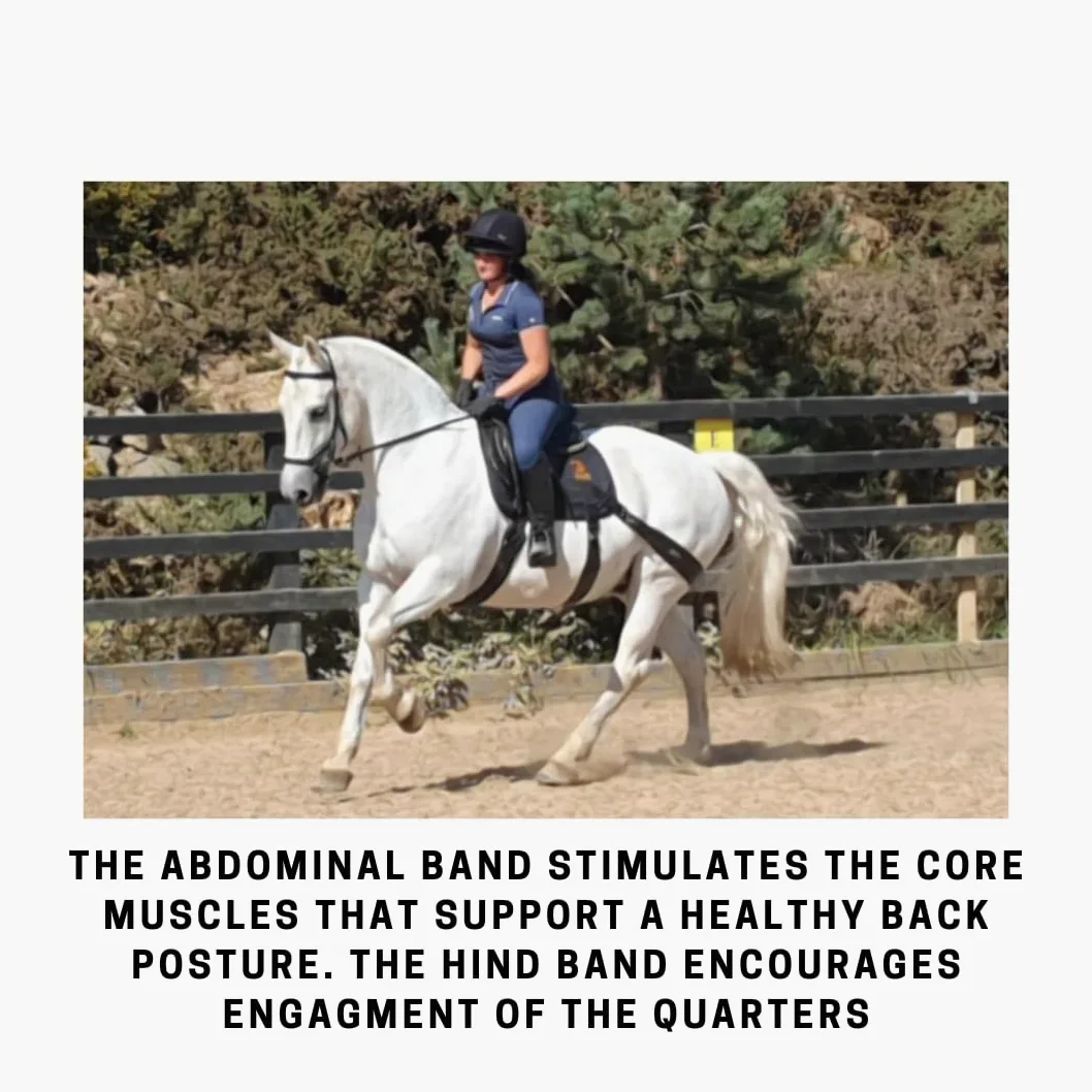 Sistema de banda equina. Ayuda de entrenamiento básico para zancadas y montar a caballo. Almohadilla multiusos y bandas de grado profesional Equine Balance Bands.