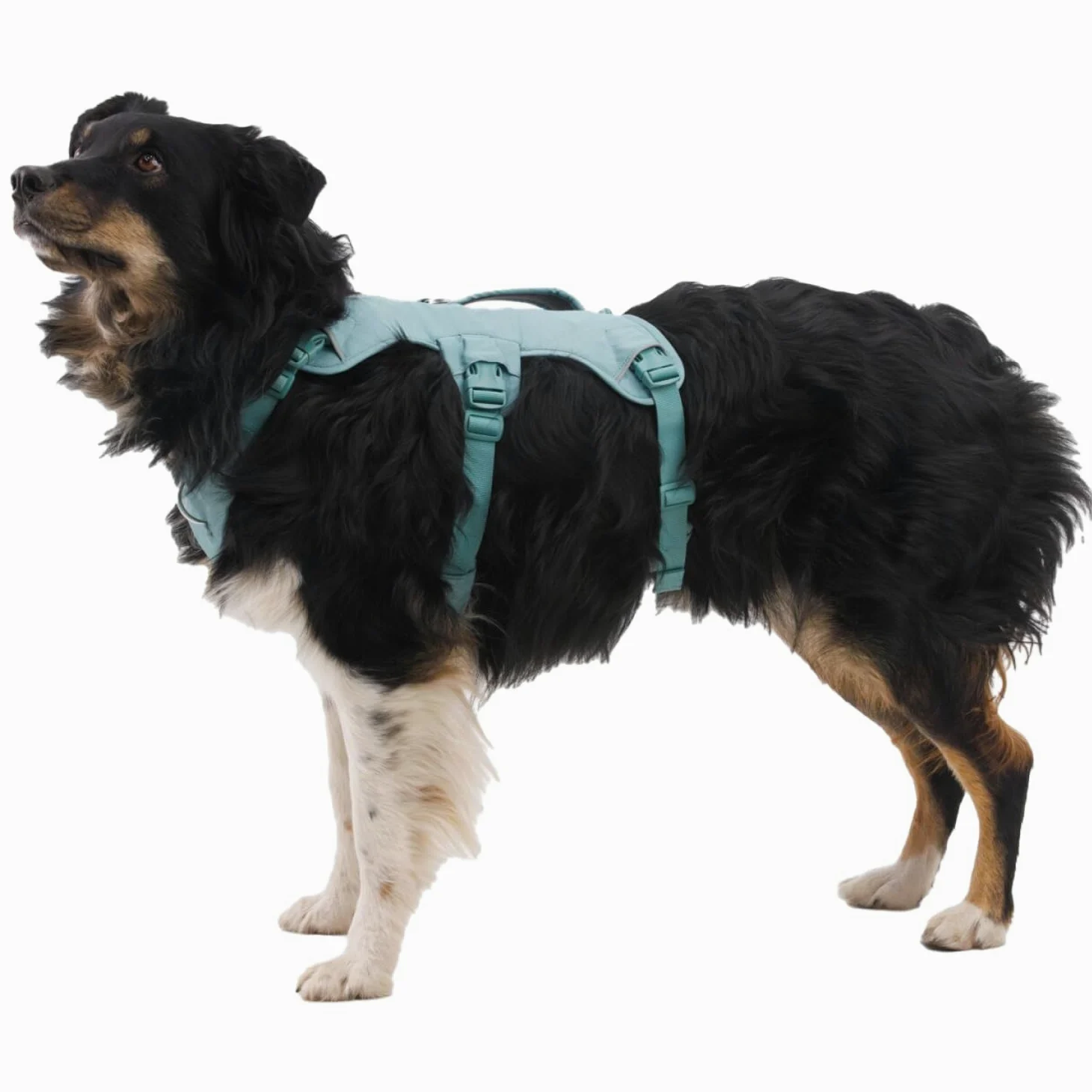 Ruffwear Web Master - Arnés para Perro, arnés Frontal en Y para Perro con asa y Hebilla Mejorada, Ajustable y Ligero para Paseos, antiescape, sin tirones, Transpirable y cómodo, Blaze Orange, L/XL