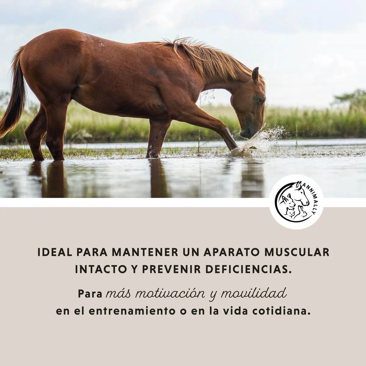 Polvo para articulaciones para caballos 850g con colágeno, manzanilla, MSM (azufre), glucosamina, ácido hialurónico, condroitina - Complemento alimenticio para fortalecer las articulaciones caballo