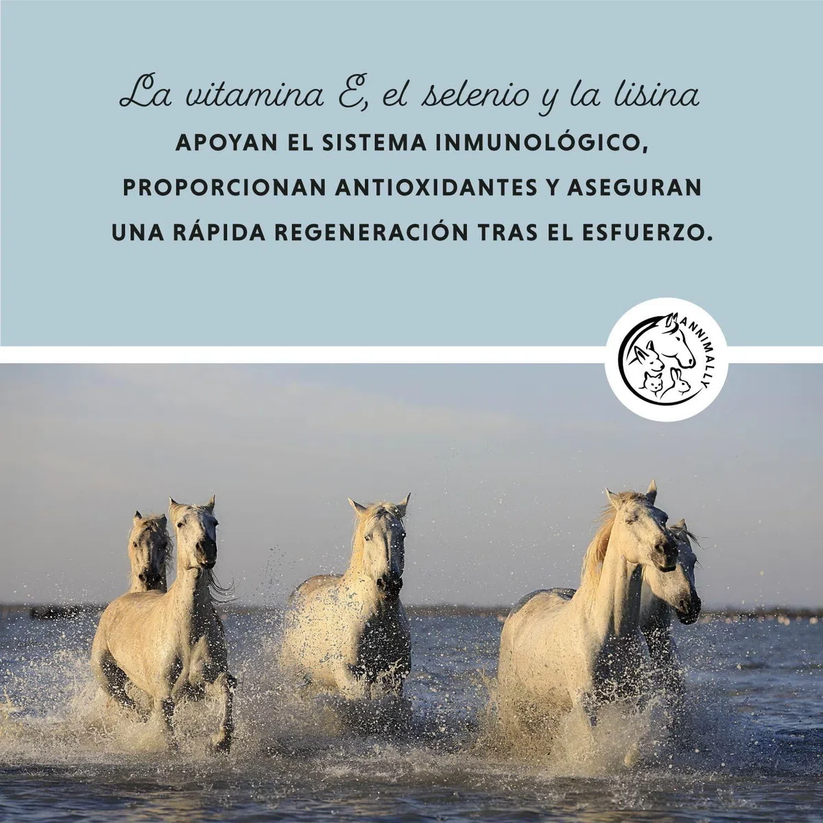 Annimally Selenio, Vitamina E, L-Lisina en Polvo para Caballos 800g - Complejo de Vitamina E, L-Lisina y Selenio para apoyar la Musculatura y el Rendimiento - Suplemento alimenticio para Caballos