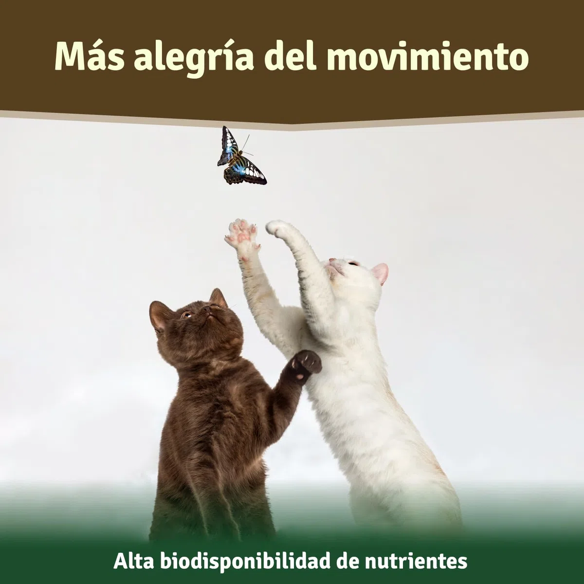 Veddelholzer - Polvo de mejillón Verde Natural para Perros, 500 g, extracto de Labio Verde con Alta aceptación en Todos los Perros condroprotector