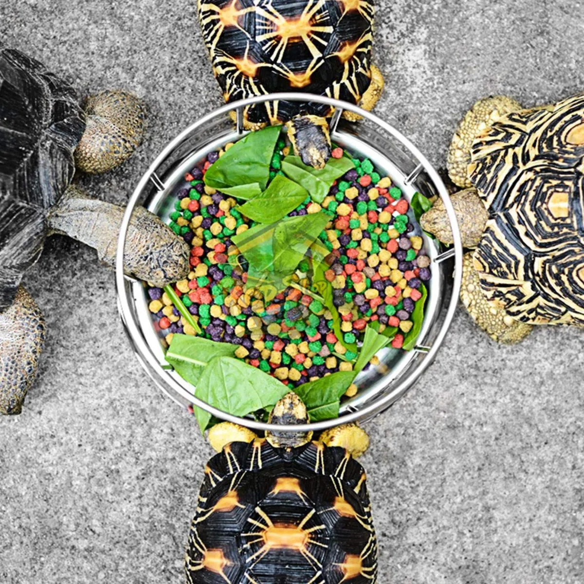Alimentador de Reptiles para Tortugas, Duradero Plato de Comida y Agua para Reptiles, Cuenco alimentador para Tortugas de Agua(pequeña)