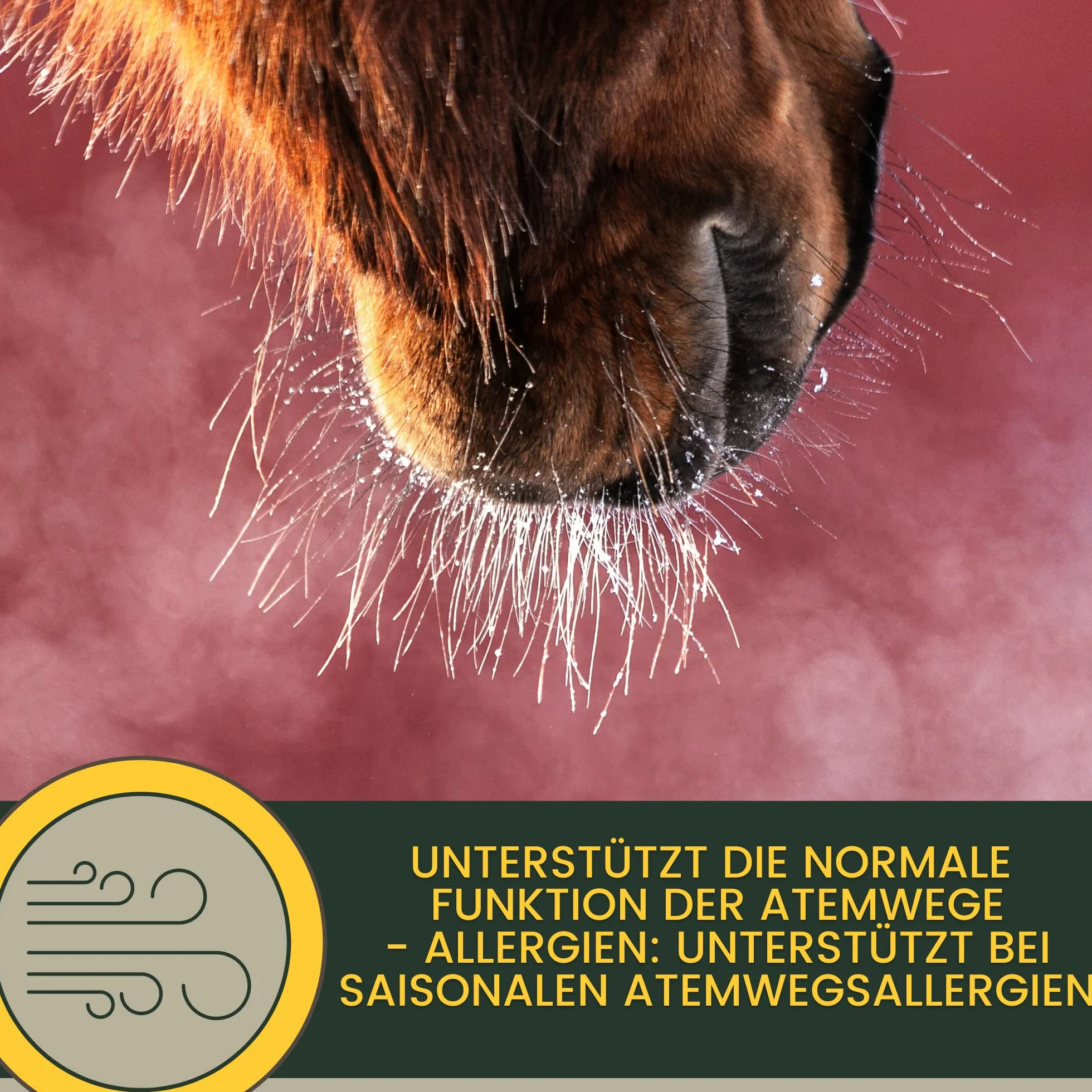 Jarabe para la tos caballo - jarabe hierbas bronquiales caballo tomillo hinojo expectorante I hierbas respiratorias caballo tos I para la tos caballo libre vías respiratorias I hierbas tos caballo 1L