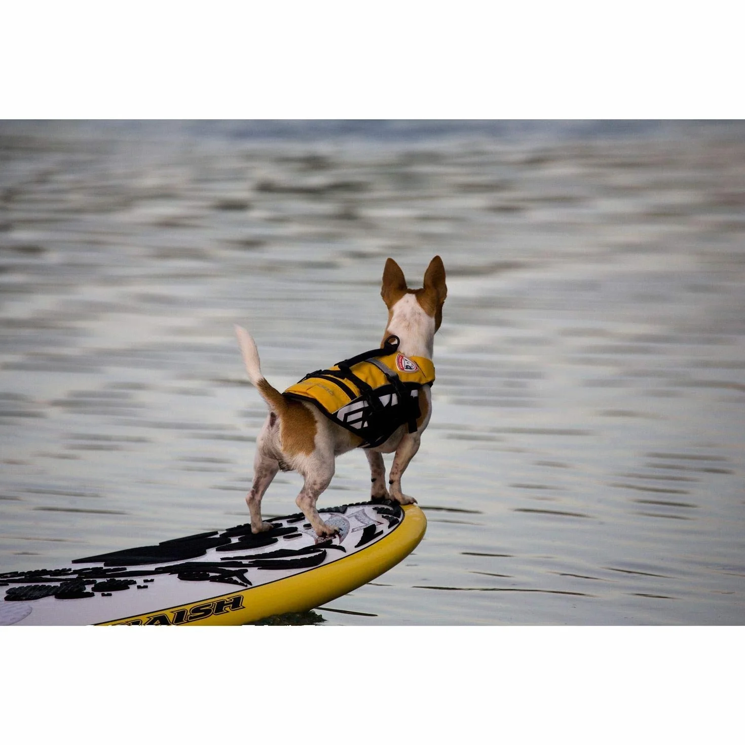 EzyDog - Life Jacket Yellow XS 7kg Micro - (628.4122)