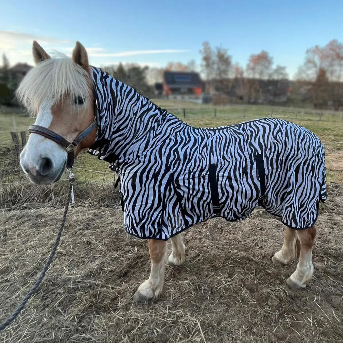 Brama-West 135 Manta antimoscas con cuello para caballos, ZebraProtect – Manta para caballos contra insectos molestos con cinturones abdominales, cierre frontal, pliegue y cola – Manta para insectos