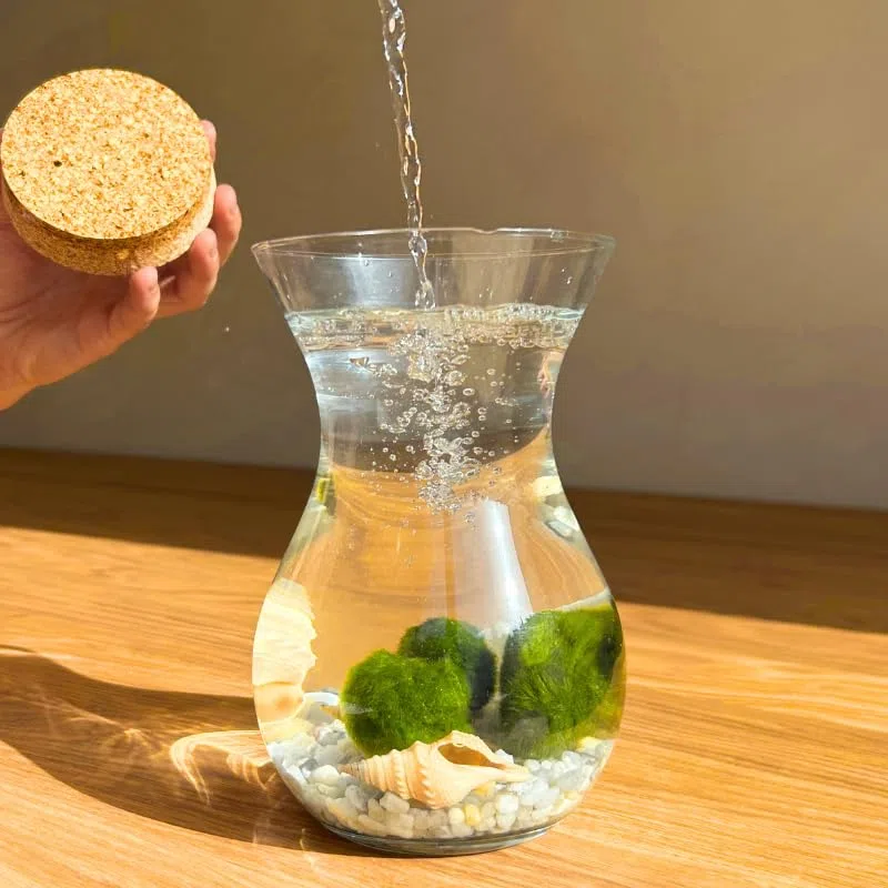 Moss Ball - 4 Bolas de Musgo | Ideal para decoración Interior | Marimo | Marimo Ball | Alga acuática | Planta Acuática | Acuários y Decoración | Medidas: 18x12 cm