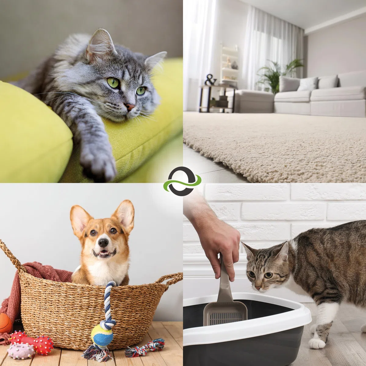 UF2000 Removedor de Olores de Orina 2500ml | Sin Perfume | Biodegradable | Basado en Enzimas Vegetales | Elimina eficazmente los olores de orina de Perros, Gatos y roedores.