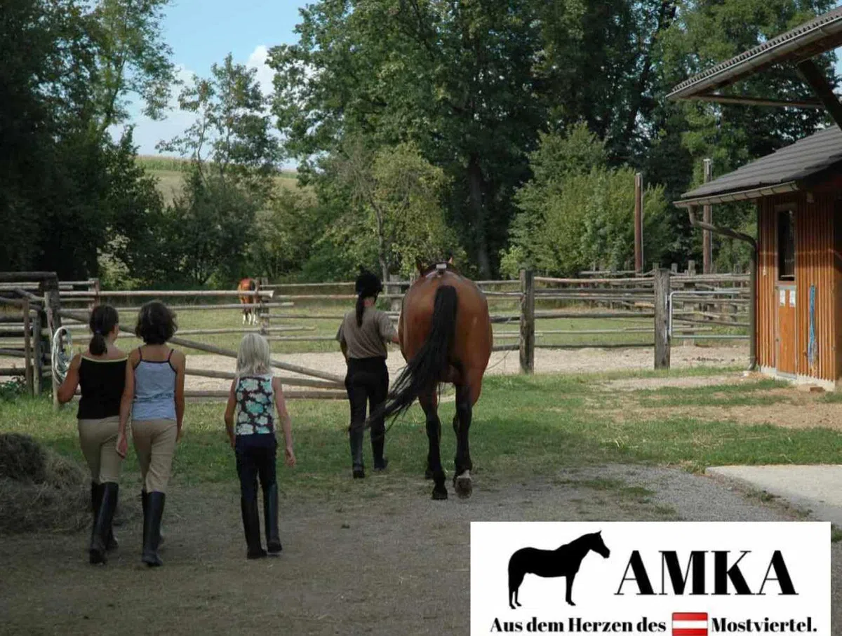 AMKA Flower 50139 Cilindro de acero inoxidable, para hackamore gebisslos Jinete 1 par