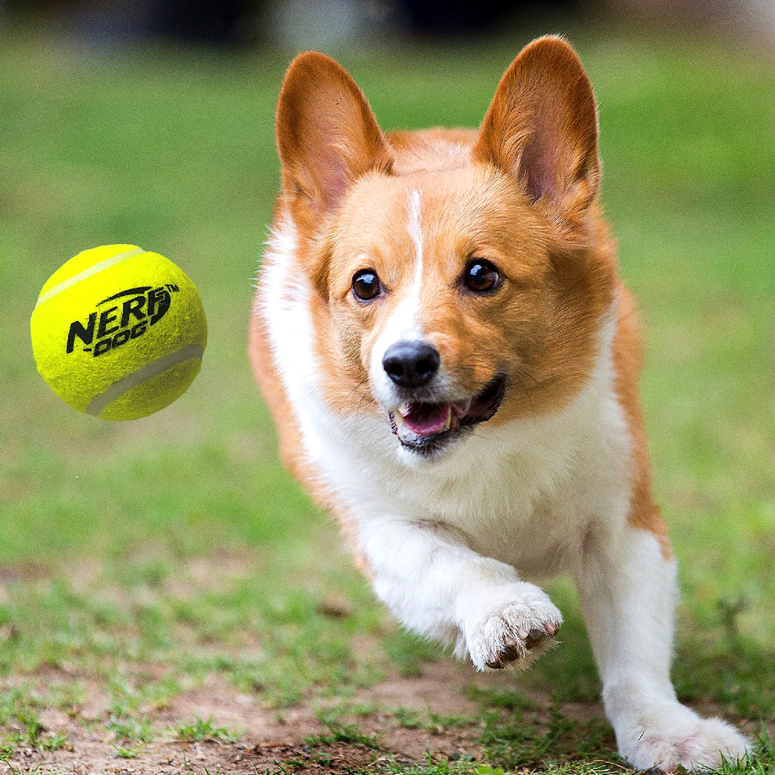 Nerf Dog - Juego de Pelotas de Tenis de tamaño pequeño con 3 Bolas, Ideal para Buscar, Recarga de Manos Libres, Lanza hasta 50 pies, Unidad única, Incluye 3 Bolas Nerf
