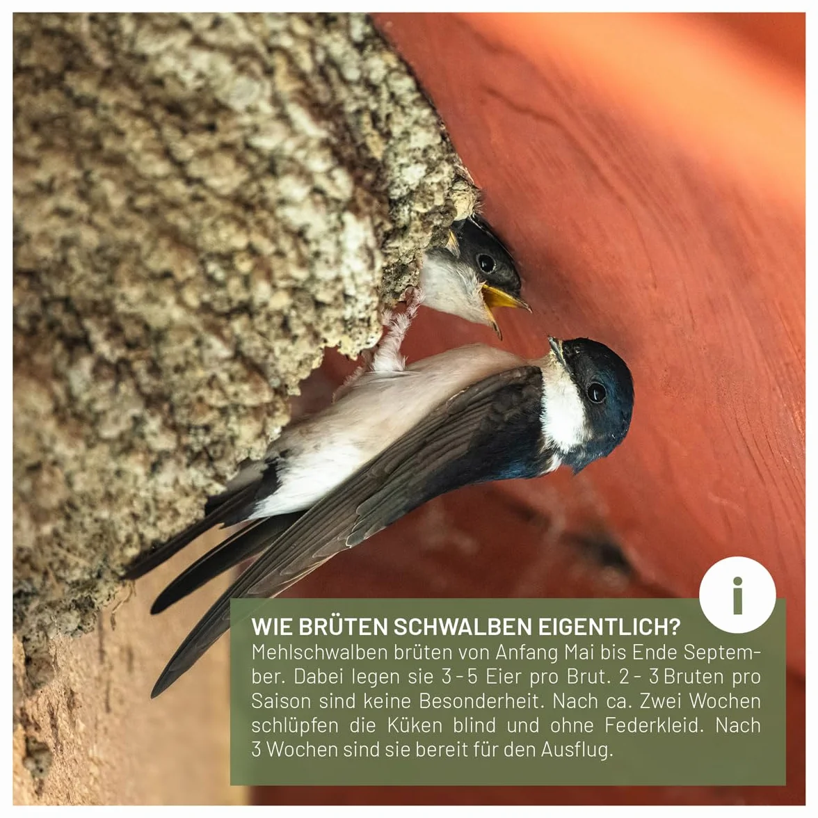 wildtier liebe 1er Nido de golondrina, ayuda para anidación natural para golondrinas de madera maciza y arcilla natural - sin tratar, resistente a la intemperie, nido de golondrina