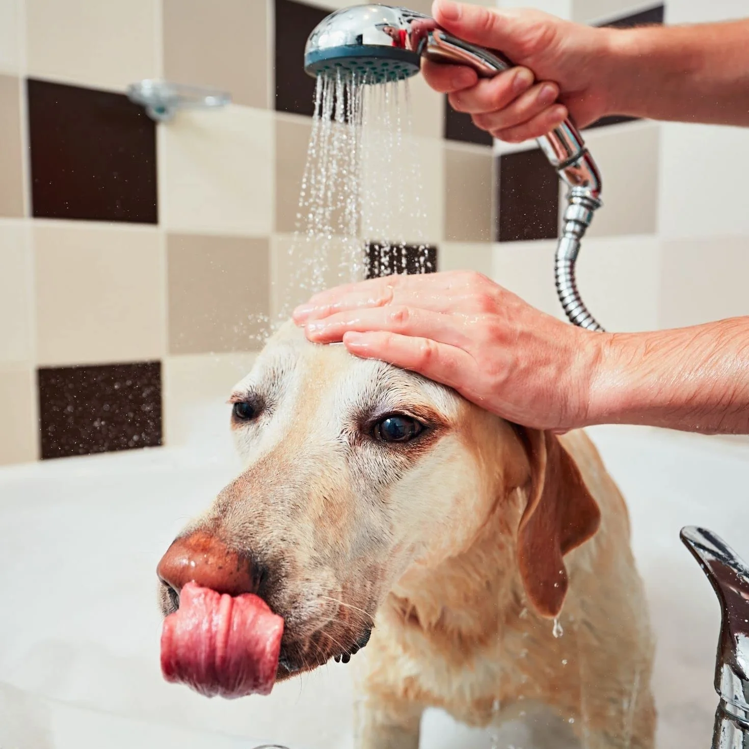 Bálsamo de Manzana Verde - Crema para Perros y Gatos - 1 L - Ayudan al Desenredo de los Nudos Difíciles - Acción Emoliente - Ideal para Pelos Largos - IV San Bernard