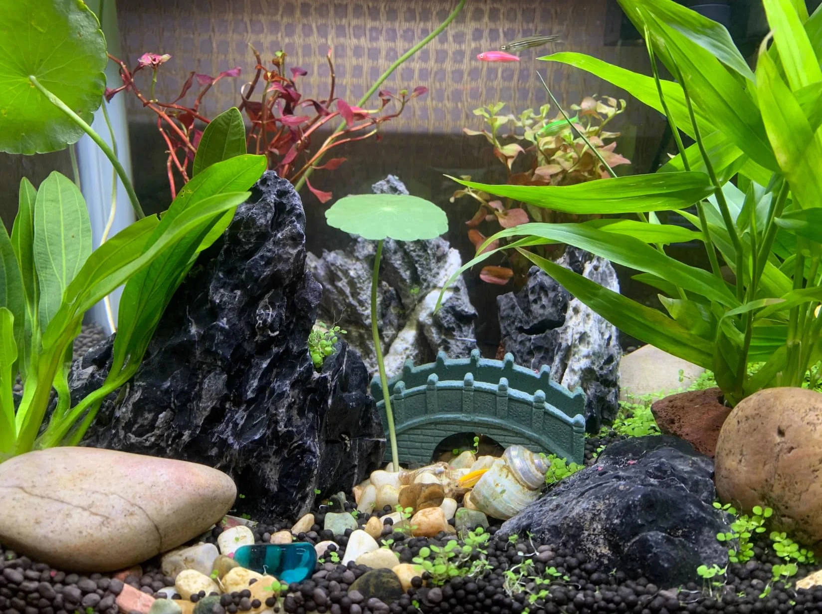 Unocho Piedras para Acuario Seiryu Rock 5kg Rocas Naturales Dragon Stone para paisajismo acuático decoración de Acuario pecera terrario jardín en Miniatura(7,5-20cm)