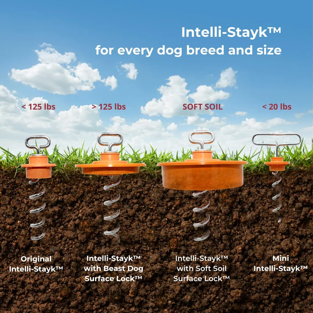 Intellileash Amarre para Perros