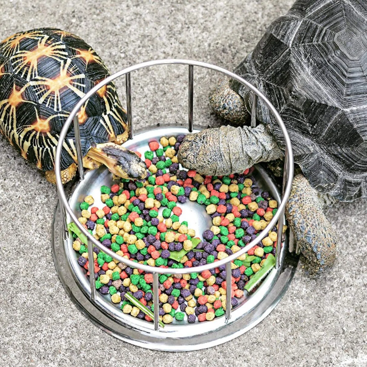 Alimentador de Reptiles para Tortugas, Duradero Plato de Comida y Agua para Reptiles, Cuenco alimentador para Tortugas de Agua(pequeña)