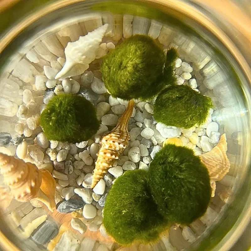 Moss Ball - 4 Bolas de Musgo | Ideal para decoración Interior | Marimo | Marimo Ball | Alga acuática | Planta Acuática | Acuários y Decoración | Medidas: 18x12 cm