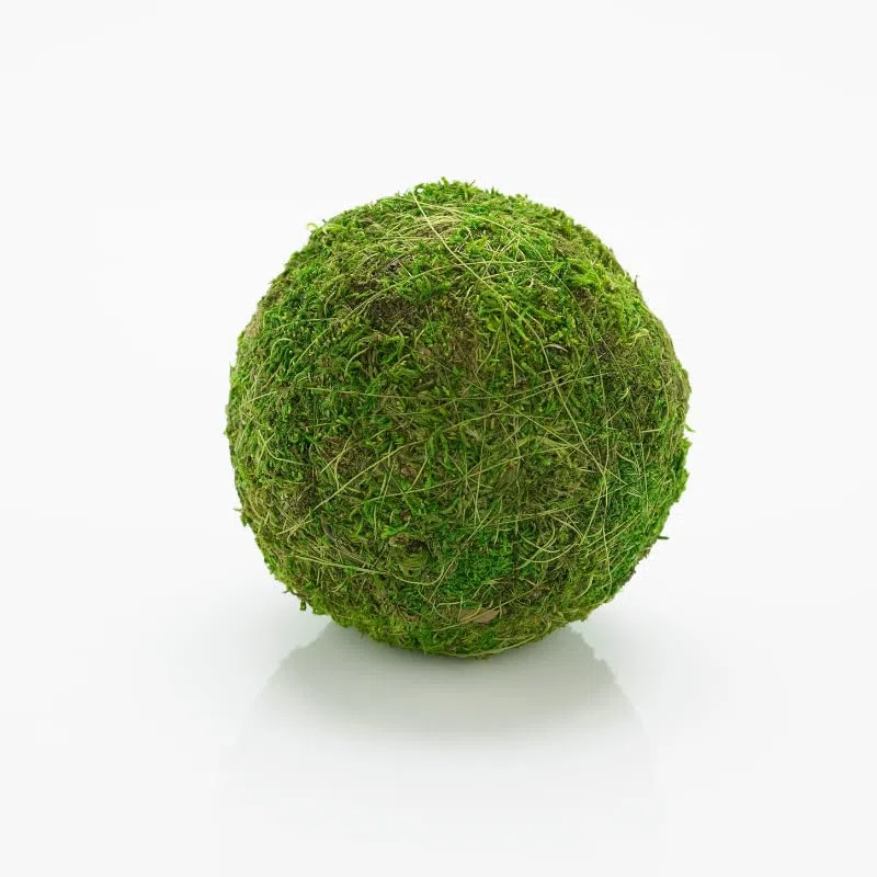 Moss Ball - 4 Bolas de Musgo | Ideal para decoración Interior | Marimo | Marimo Ball | Alga acuática | Planta Acuática | Acuários y Decoración | Medidas: 18x12 cm