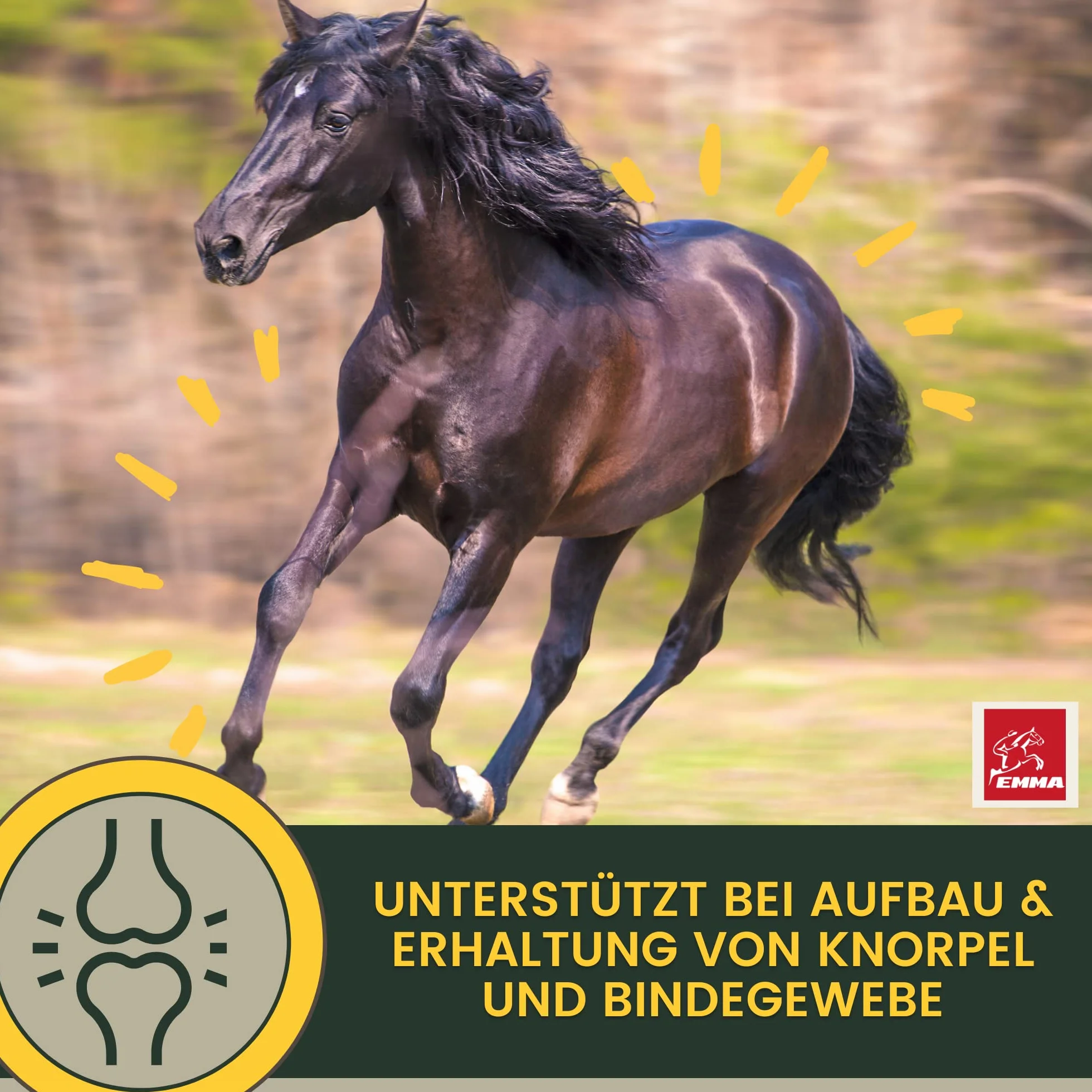 MSM para Caballos 1L Sistema Musculoesquelético Caballo Líquido en Vez de MSM Polvo I Articulaciones Tendones Ligamentos MSM con Glucosamina Condroitina Complejo Colágeno Altamente Dosificado Senior