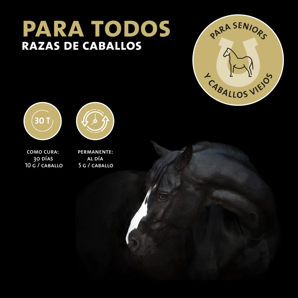 Peticare Senior Polvo para Caballos | Promueve la vitalidad, Movilidad en la vejez | Ingredientes de Origen Vegetal, con L-leucina, MSM | para Caballos Senior y Ponis Mayores | petHorse Health 4603