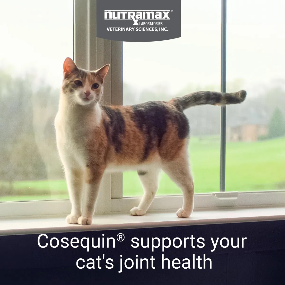 Cosequin 60 unidades para gatos.