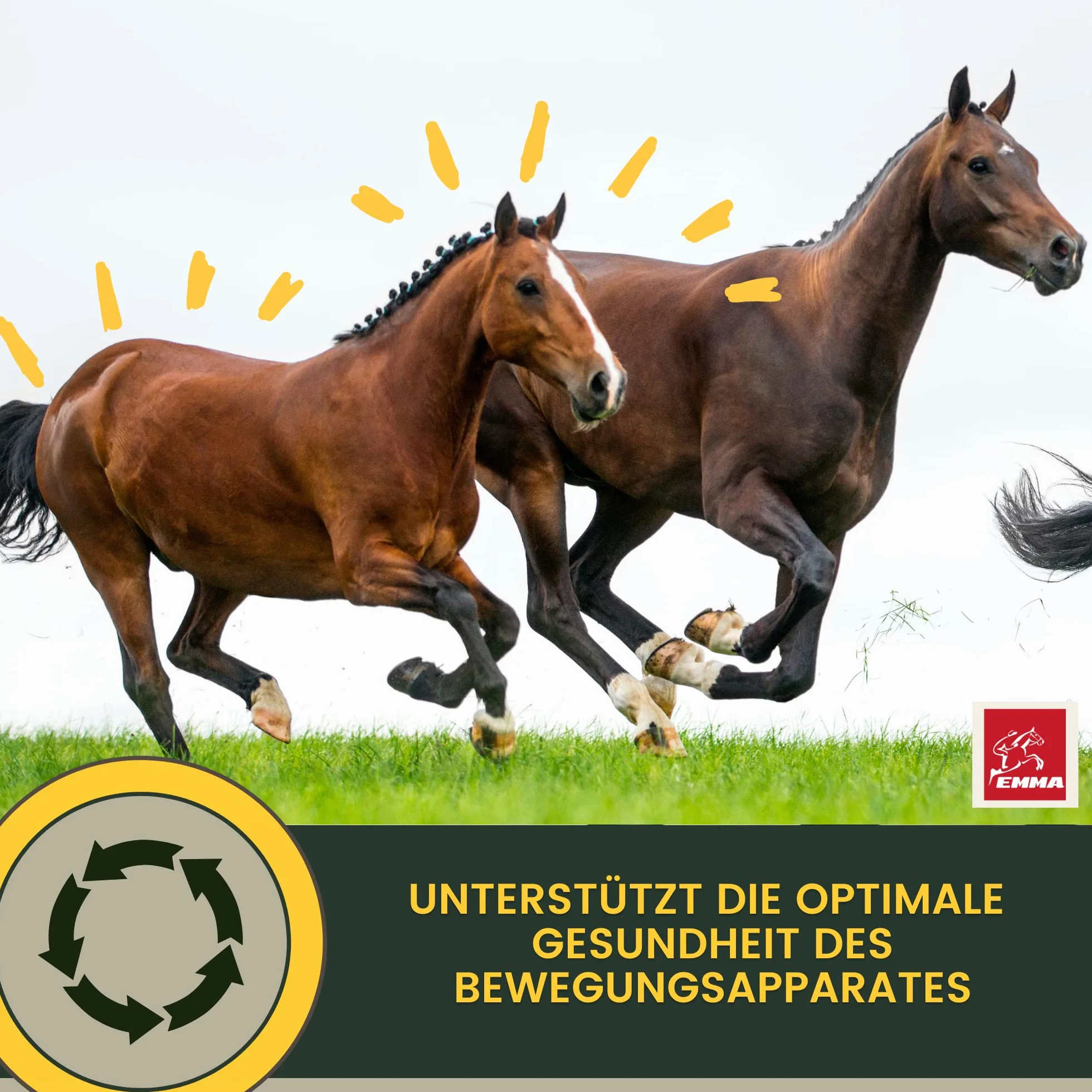MSM para Caballos 1L Sistema Musculoesquelético Caballo Líquido en Vez de MSM Polvo I Articulaciones Tendones Ligamentos MSM con Glucosamina Condroitina Complejo Colágeno Altamente Dosificado Senior