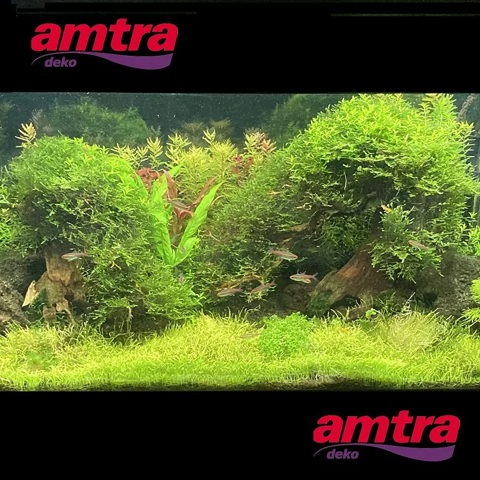 Amtra - Oriental Wind 4 Madera, Hecho A Mano, Para Acuario, 23X10X17 Cm