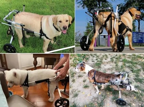 Silla de ruedas para perros grandes – Soporte de pierna trasera ajustable para asistencia de movilidad, carrito de 2 ruedas para pastores alemanes y labradores