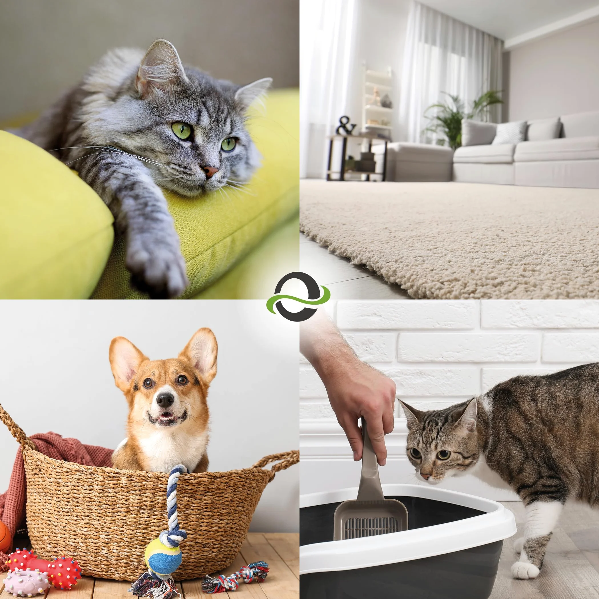 UF2000 Removedor de Olores de Orina 1000ml Concentrado | Sin Perfume | Biodegradable | Basado en Enzimas Vegetales | Elimina eficazmente los olores de orina de Perros, Gatos y roedores.