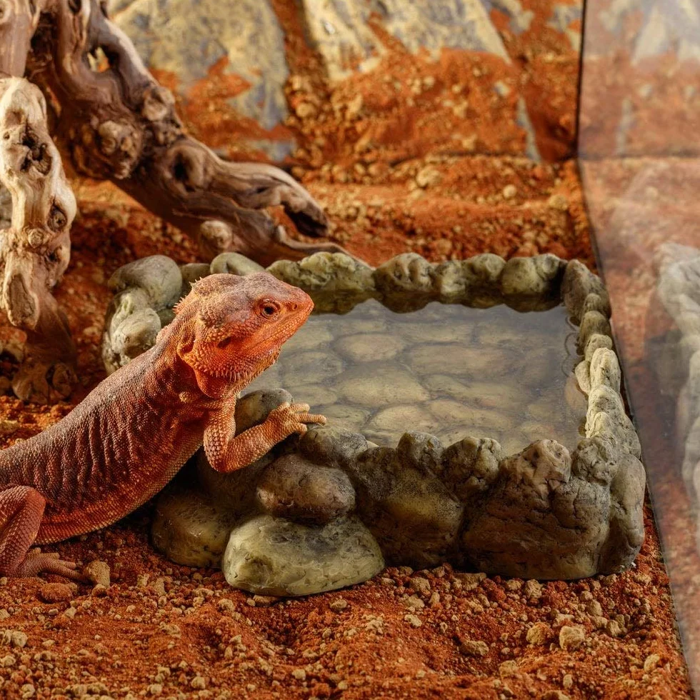 Exo Terra Corner Water Dish - Cuenco de Agua para Reptiles (Extragrande, tamaño XL)