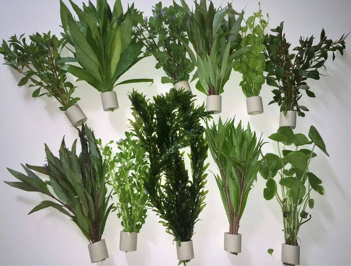 Plantas acuáticas para acuario, diferentes 10 trastes y 60 tallos