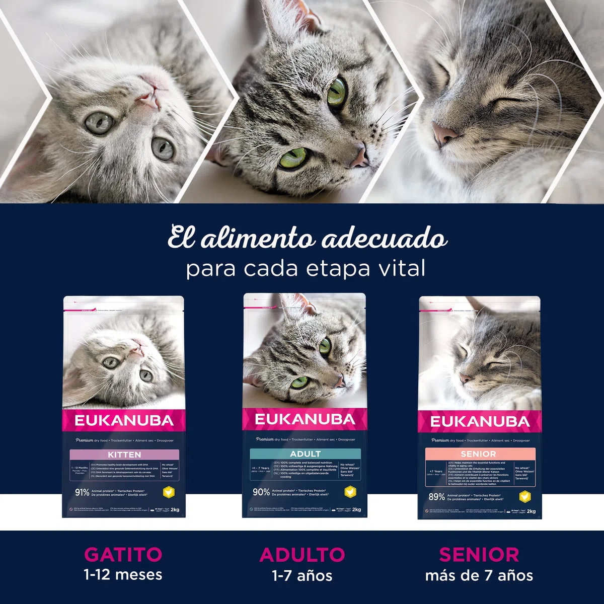 Eukanuba Alimento seco para gatos adultos, rica en pollo fresco, 10 kg