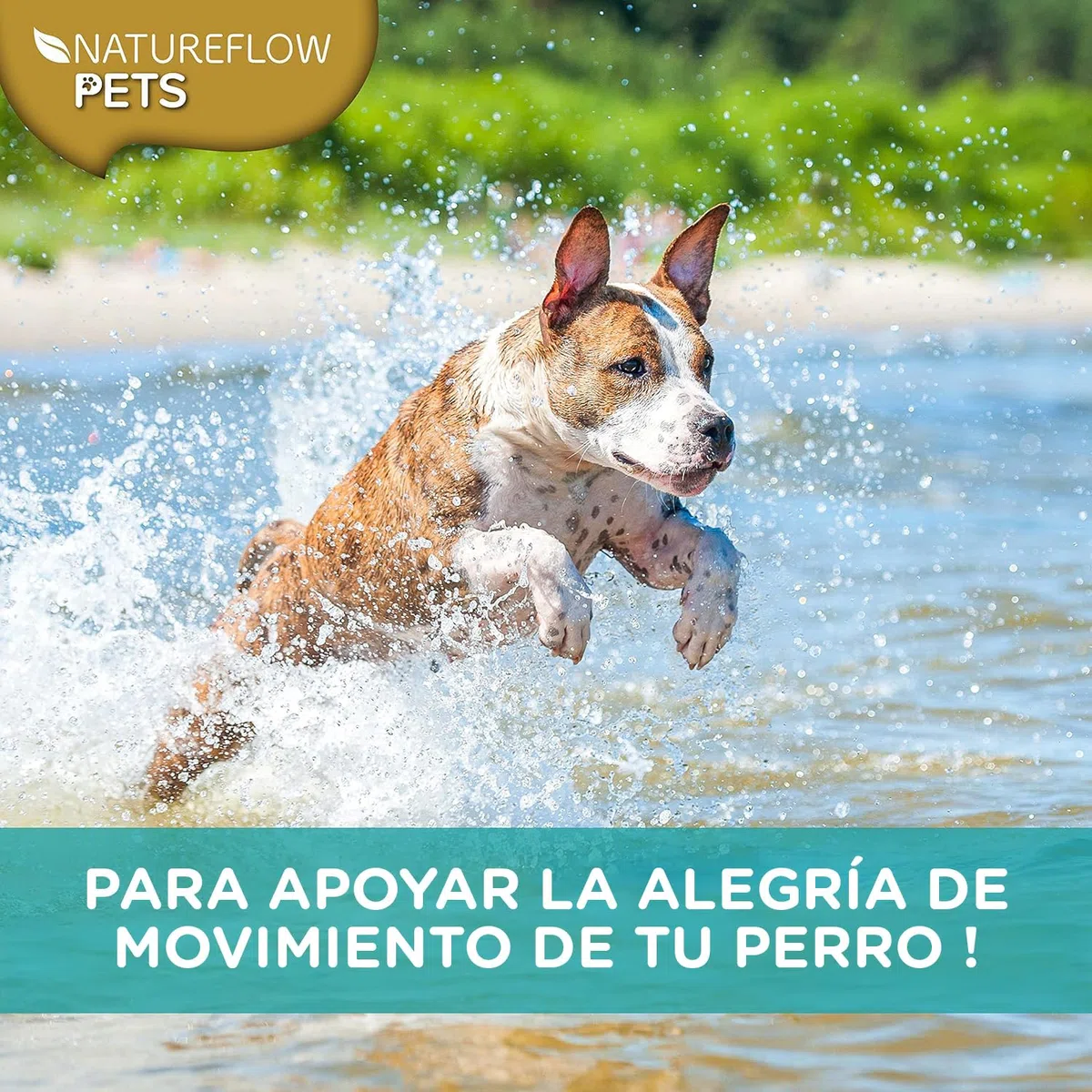 Mejillón de Labio Verde en Polvo para Perros 500g – Suplemento Natural con glucosamina, mejillón Labio Verde Perros, mejillon Labios Verde, 500g de Nueva Zelanda, Apoyo Articular