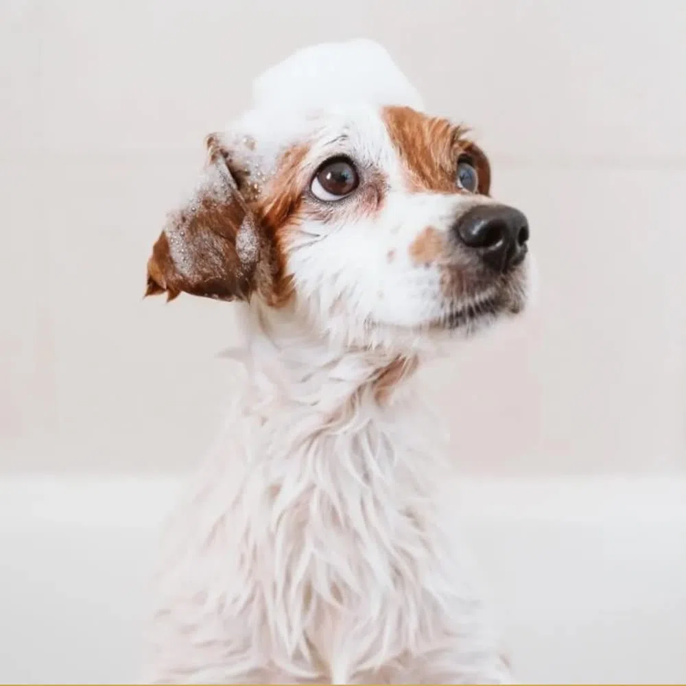 Acondicionador Cristal Clean - para Mascotas con Pelo Blanco - 500 ml - Ayuda a Eliminar el Color Amarillento - Champú para Fortalecer y Aportar Brillo - Sencillo de Aplicar - IV San Bernard