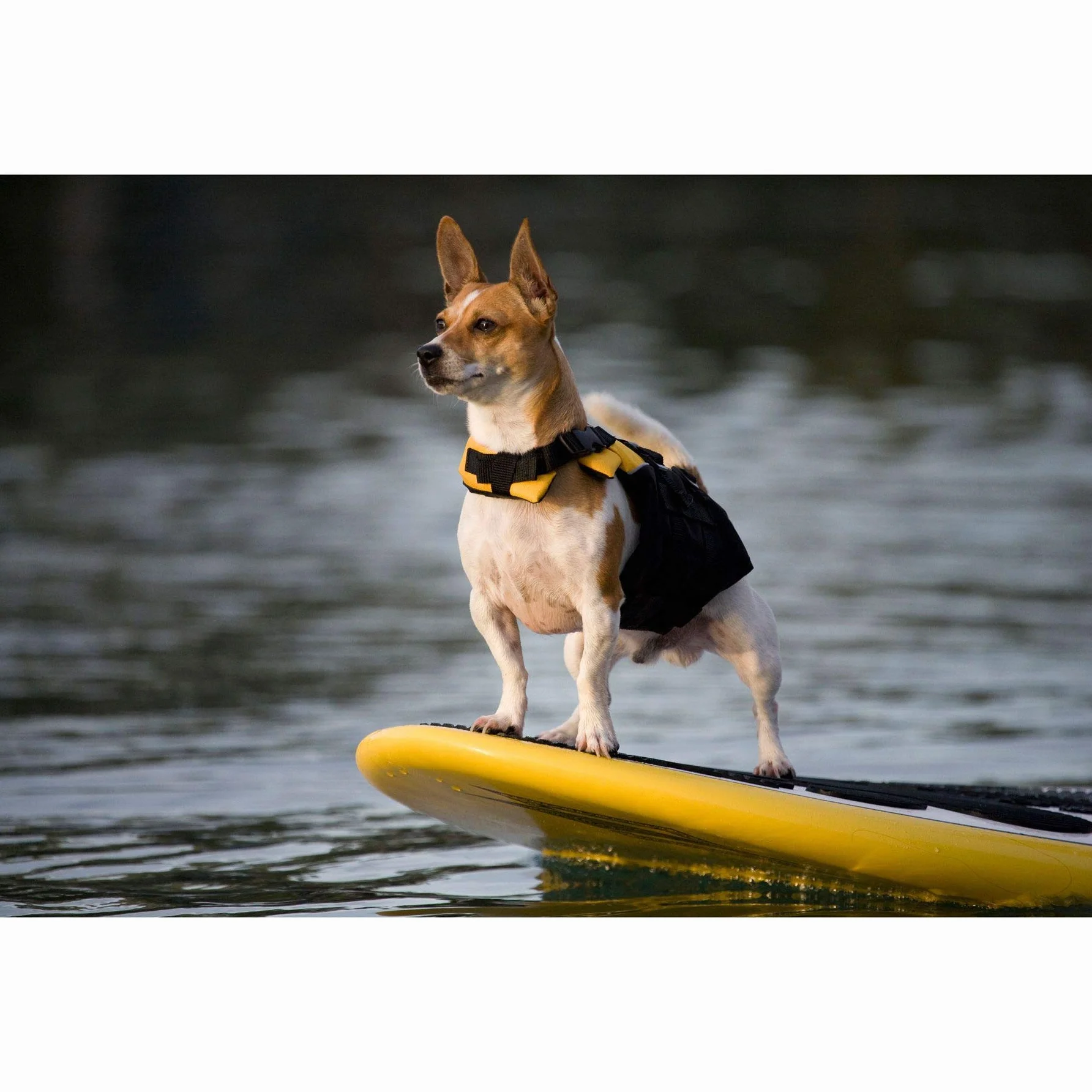 EzyDog - Life Jacket Yellow XS 7kg Micro - (628.4122)
