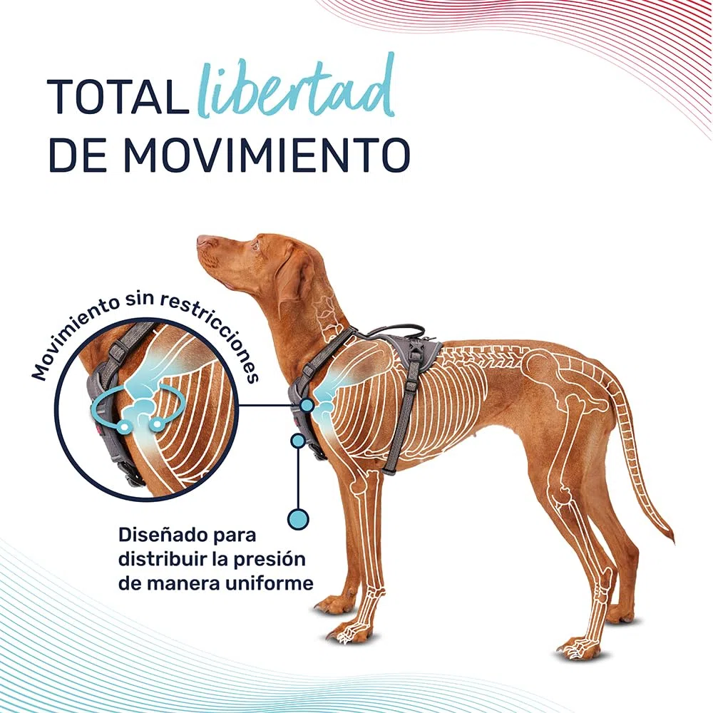 Arnés de Perro HALTI Anatomy con asa - Proporciona Libertad de Movimiento a tu Perro para Que pasee cómodamente. 3 Puntos de Enganche y Acolchado de Neopreno, Ajustable y Reflectante (Talla S, Gris)