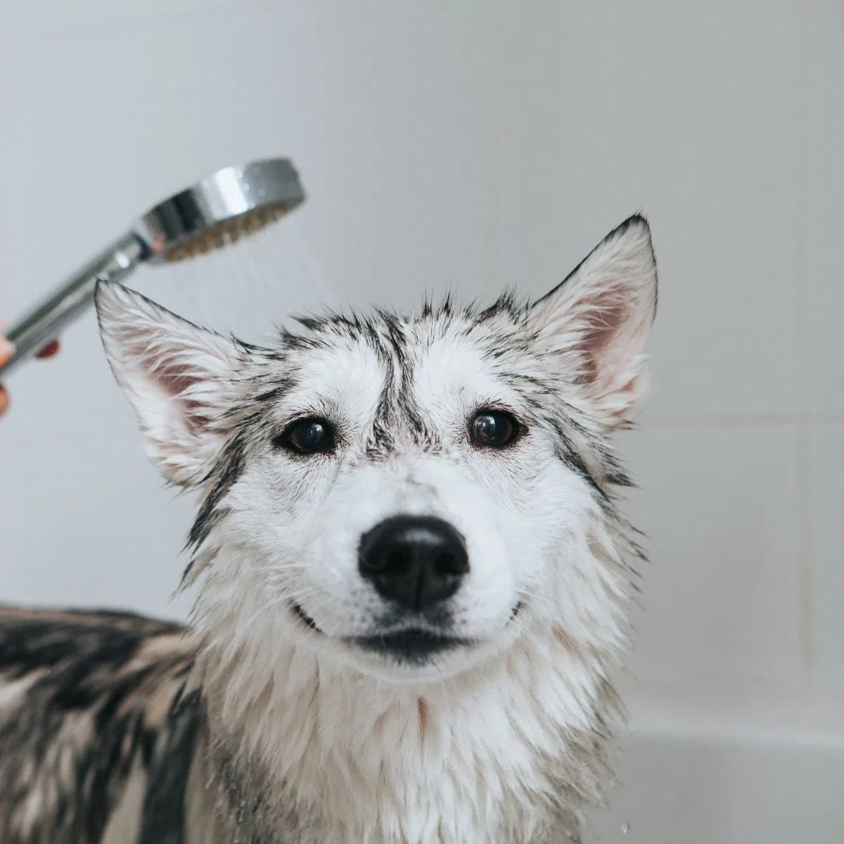 Bálsamo de Manzana Verde - Crema para Perros y Gatos - 1 L - Ayudan al Desenredo de los Nudos Difíciles - Acción Emoliente - Ideal para Pelos Largos - IV San Bernard