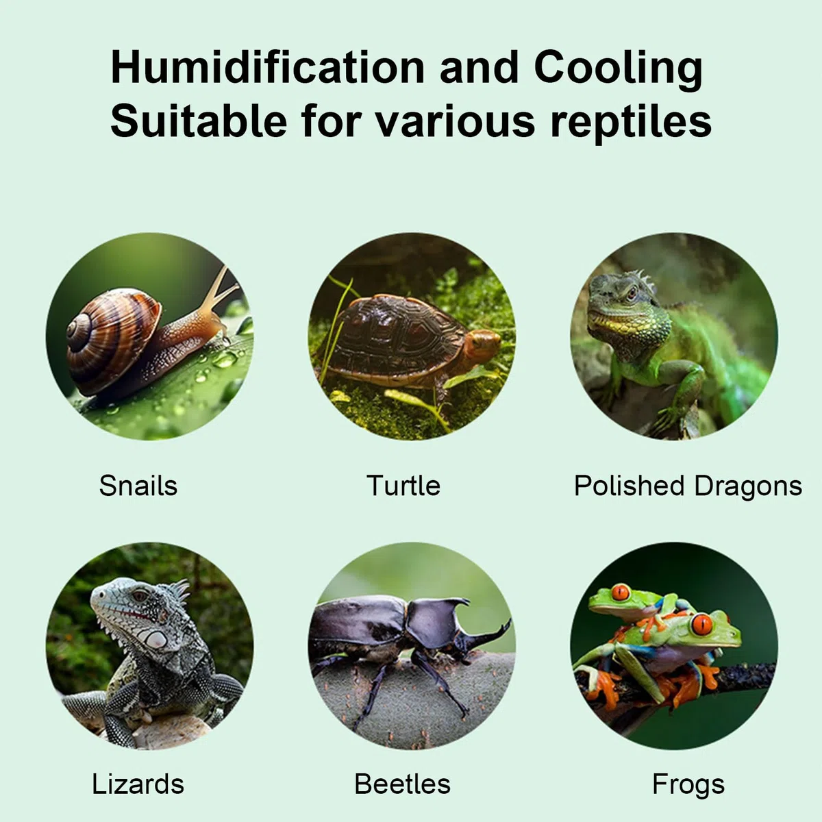 Humidificador para reptiles | Nebulizador de 2,5 L con apagado automático para terrario | Pulverizador para Tanque de Reptiles | para Terrario, Vivario, Camaleón, Gecko, Rana, Serpiente, Tortuga, Anfi