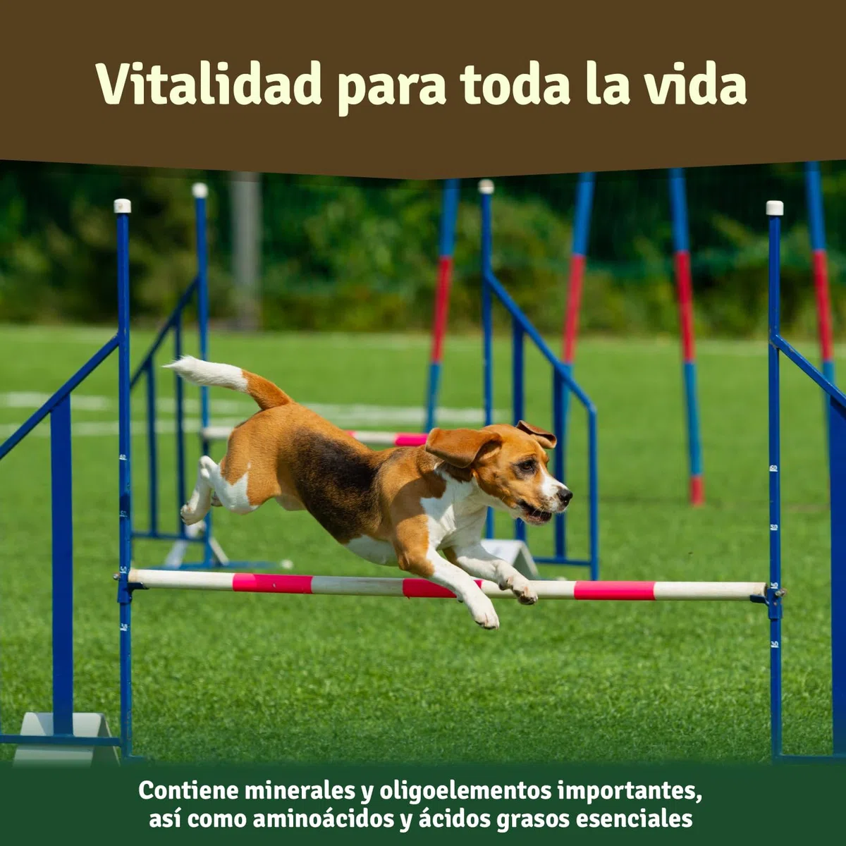 Veddelholzer - Polvo de mejillón Verde Natural para Perros, 500 g, extracto de Labio Verde con Alta aceptación en Todos los Perros condroprotector