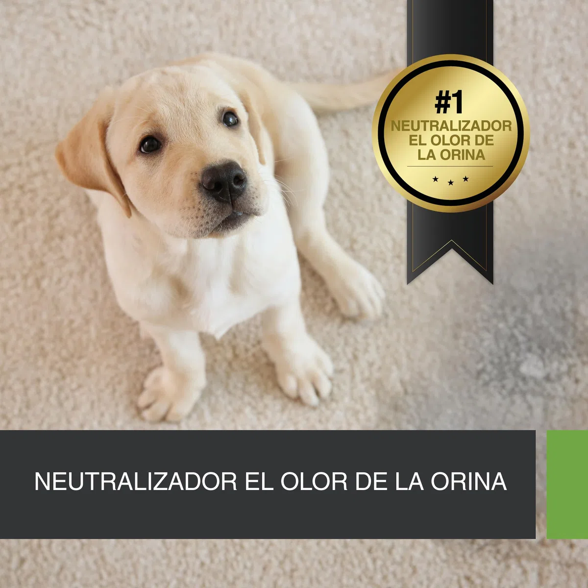 UF2000 Removedor de Olores de Orina 1000ml Concentrado | Sin Perfume | Biodegradable | Basado en Enzimas Vegetales | Elimina eficazmente los olores de orina de Perros, Gatos y roedores.