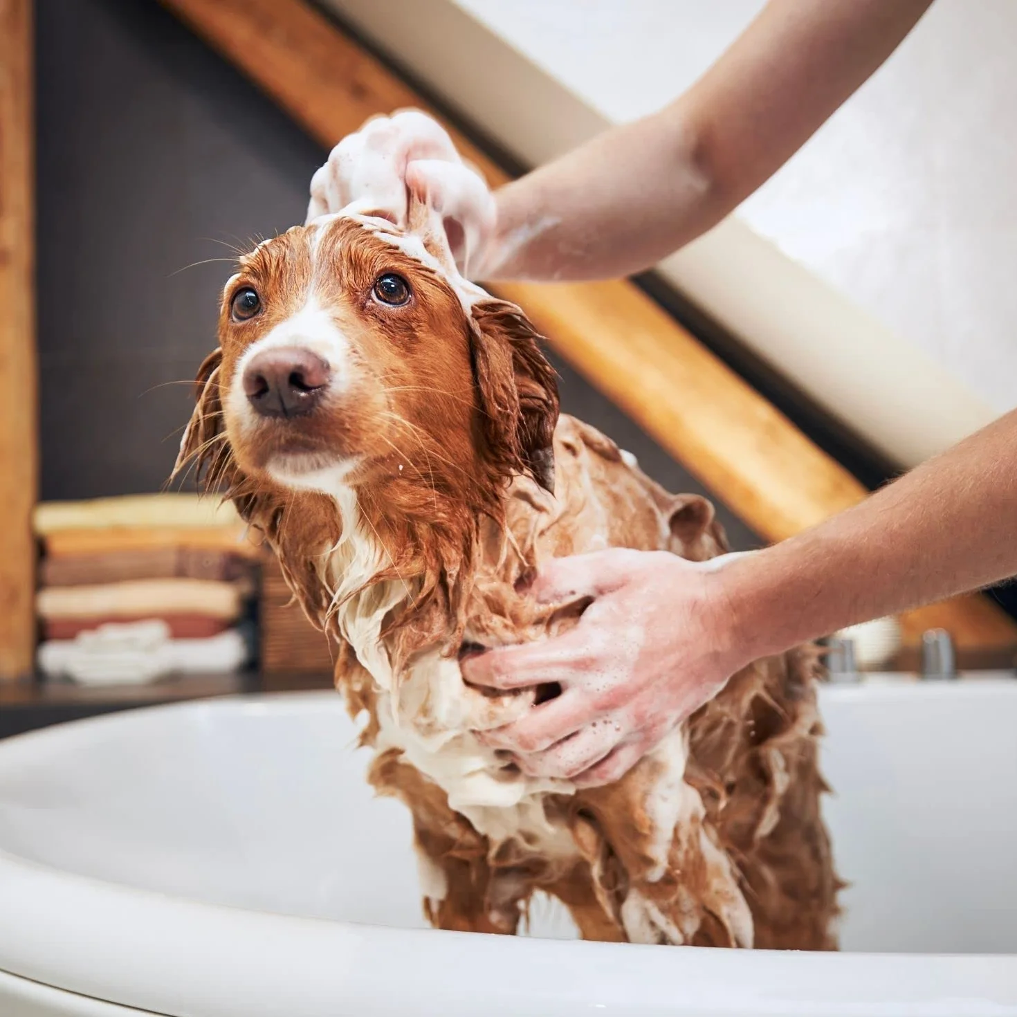 Bálsamo de Manzana Verde - Crema para Perros y Gatos - 1 L - Ayudan al Desenredo de los Nudos Difíciles - Acción Emoliente - Ideal para Pelos Largos - IV San Bernard