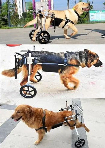 Silla de ruedas para perros grandes – Soporte de pierna trasera ajustable para asistencia de movilidad, carrito de 2 ruedas para pastores alemanes y labradores