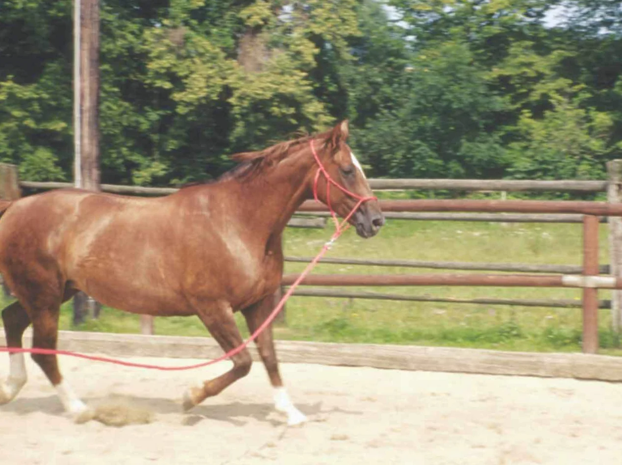 Amesbichler Suelo Trabajo Cuerda 3,2 m| Suelo Cuerda (führ Cuerda con Bull Snap | Caballos Formación Punto | Western Rope para Horse Manship y Suelo Trabajo Blanco/Negro o Blanco/Rojo