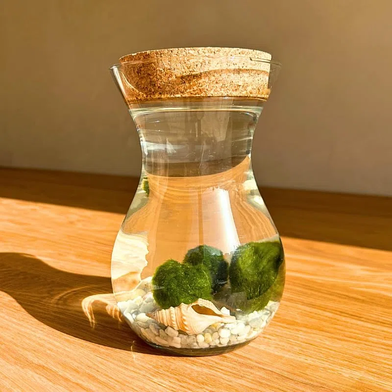 Moss Ball - 4 Bolas de Musgo | Ideal para decoración Interior | Marimo | Marimo Ball | Alga acuática | Planta Acuática | Acuários y Decoración | Medidas: 18x12 cm
