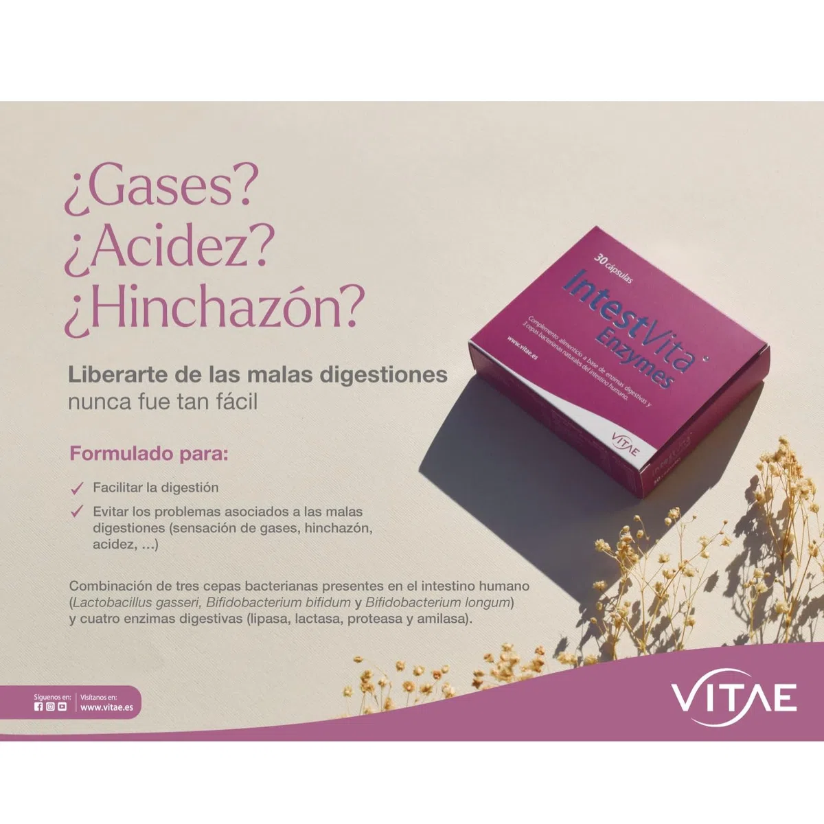 Vitae IntestVita Enzymes 60 cápsulas | Enzimas Digestivas y Probióticos | Combatir problemas digestivos | Acidez | Malas Digestiones | Gases | Cuidado y Salud Digestiva