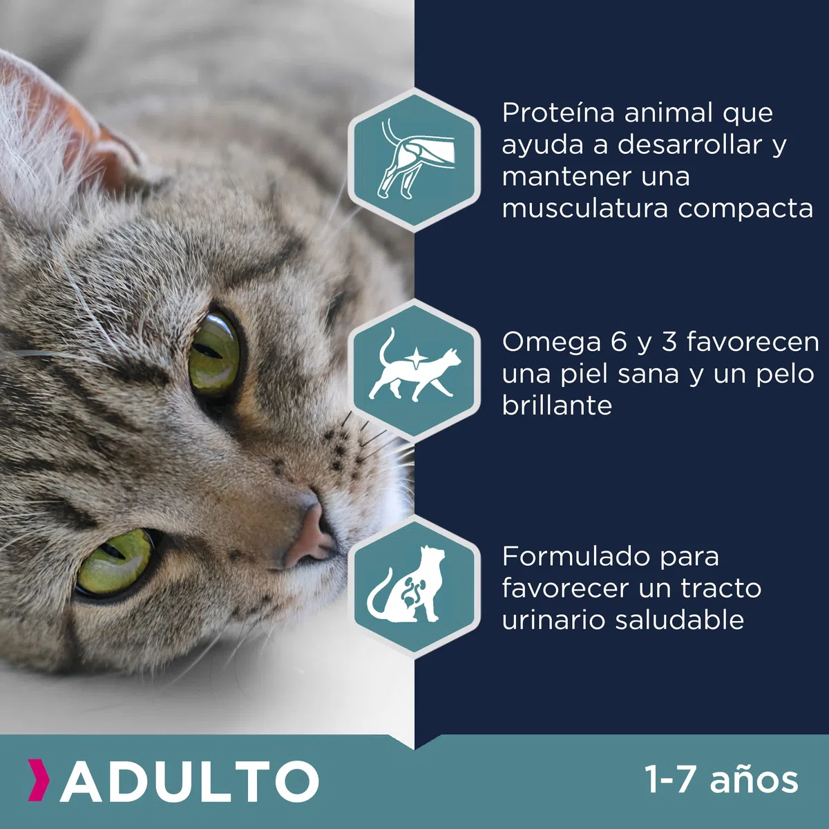 Eukanuba Alimento seco para gatos adultos, rica en pollo fresco, 10 kg
