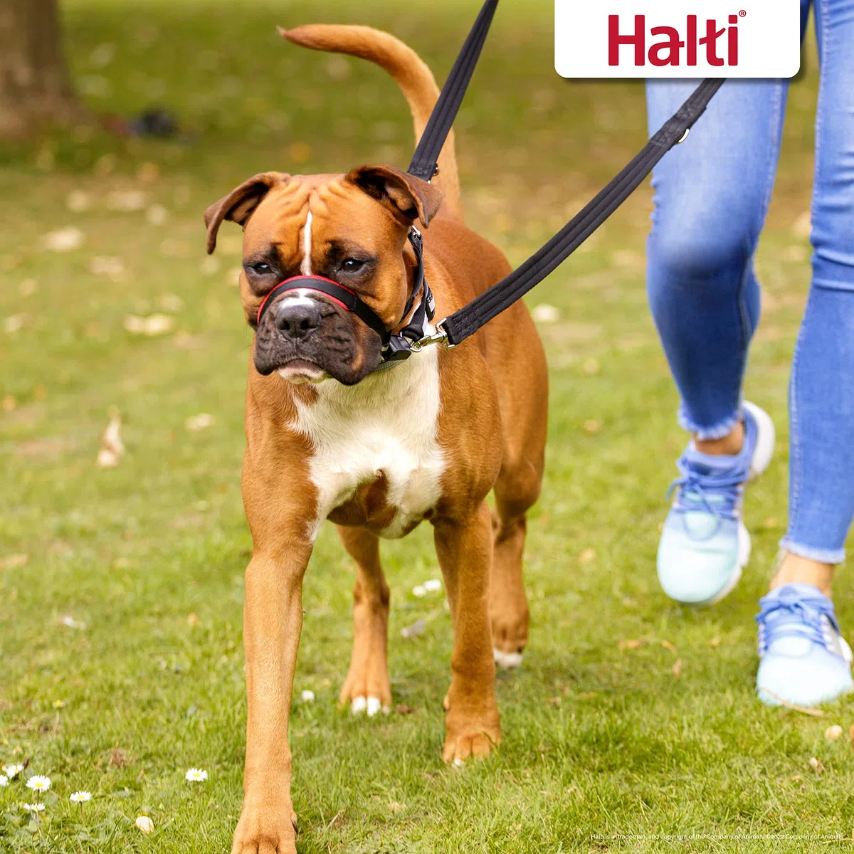 Halti Optifit - Paquete combinado de collar y correa de entrenamiento, evita que el perro tire en paseos con Halti, incluye collar de cabeza Optifit mediano y correa de doble extremo, negro, collar de