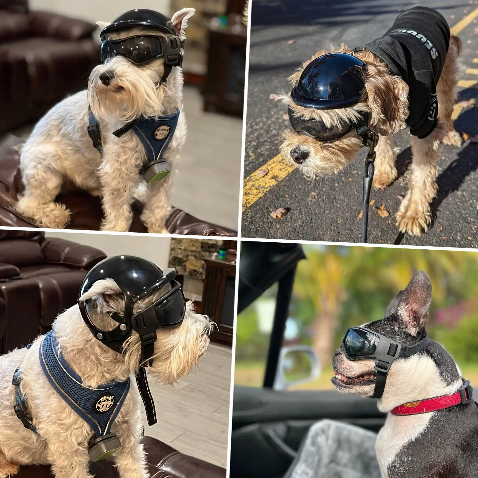 NAMSAN Gafas de sol antiUV para perros con casco para mascotas, a prueba de viento, protección ocular para perros pequeños, medianos y pequeños