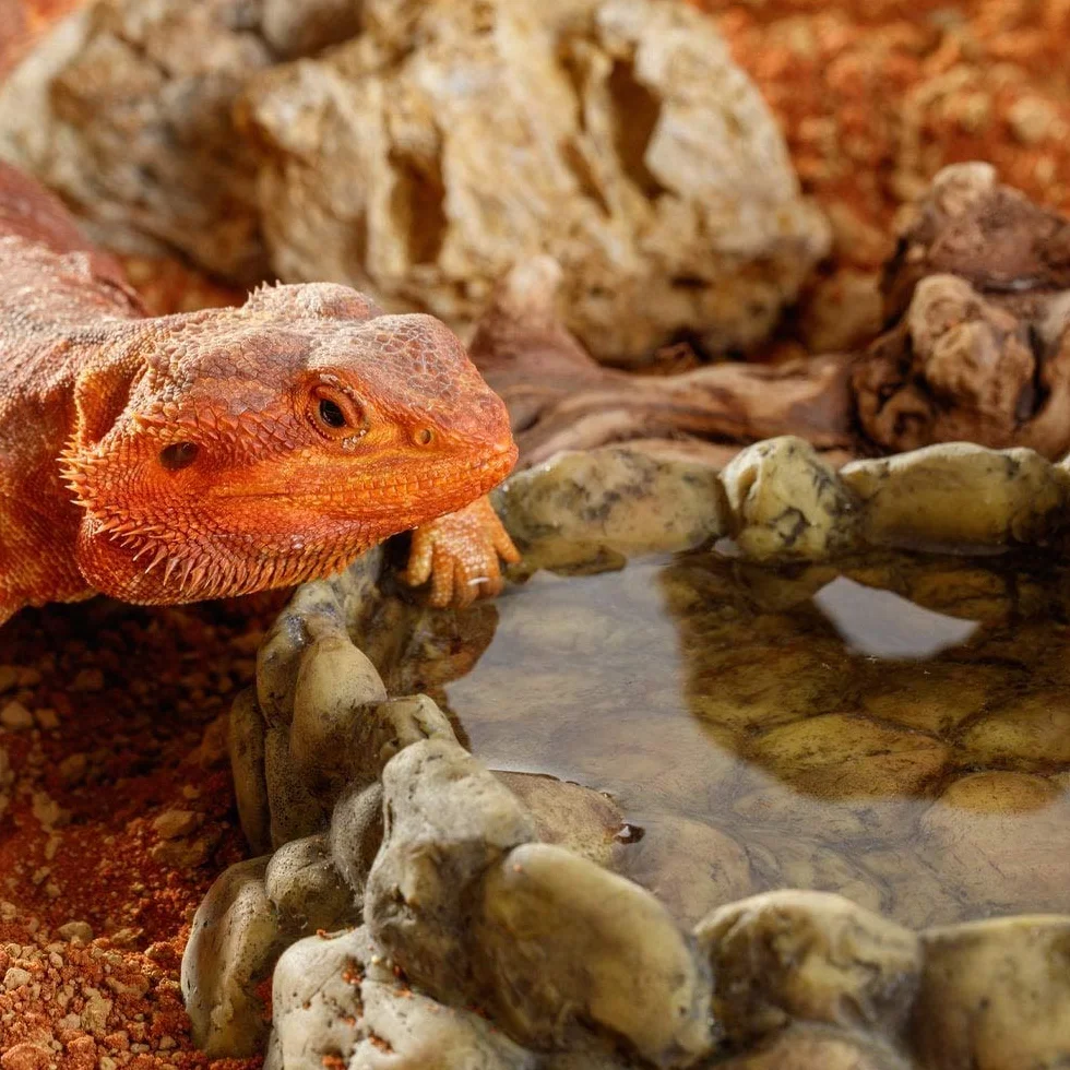 Exo Terra Corner Water Dish - Cuenco de Agua para Reptiles (Extragrande, tamaño XL)