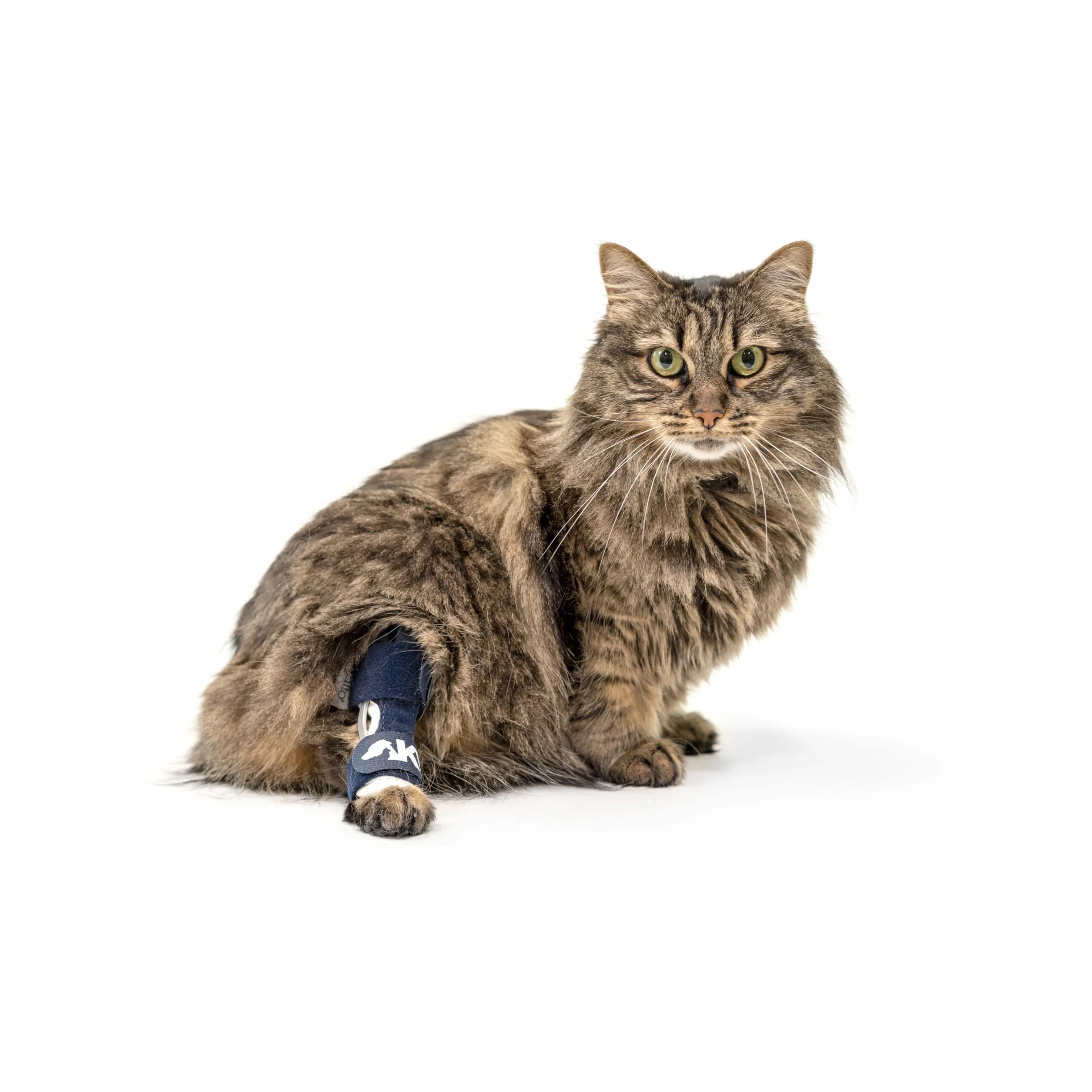Balto Corvejón felino – Tobillera para gato – Soporte con férulas de aluminio – Pre/Post cirugía ayuda a apoyar la artritis y articulaciones inestables – Soporte de pierna trasera (extra pequeño)